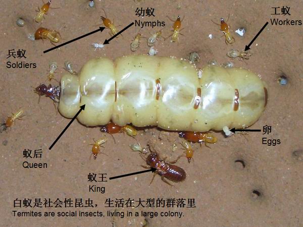 石狮白蚂蚁防治方法#石狮白蚂蚁防治电话
