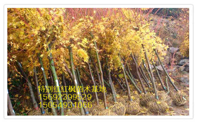 赤枫-山东日本红枫x (2) 