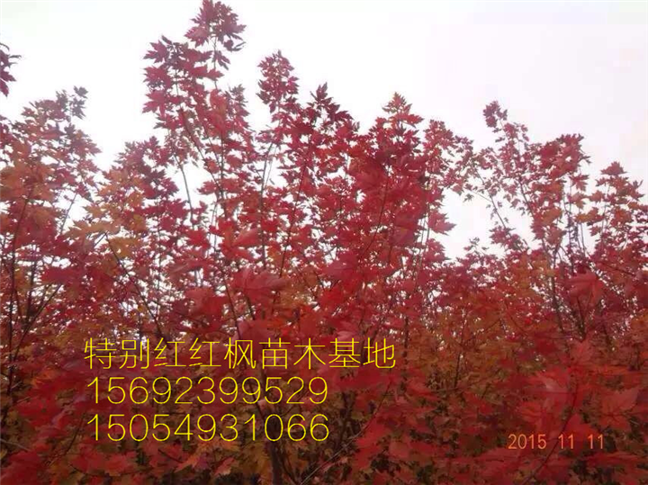 山东美国红枫 