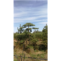 内蒙古杜松