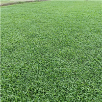 东莞大叶油草出售