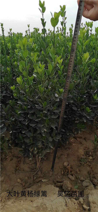 洛阳大叶黄杨篱笆 