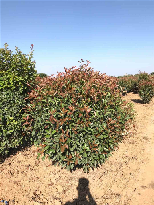 河南红叶石楠球