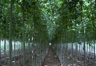 河南大叶黄杨篱笆 