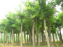 河南大叶黄杨球基地 
