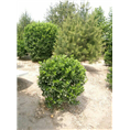 0.8米单棵黄杨球--大叶黄杨|大叶黄杨球 