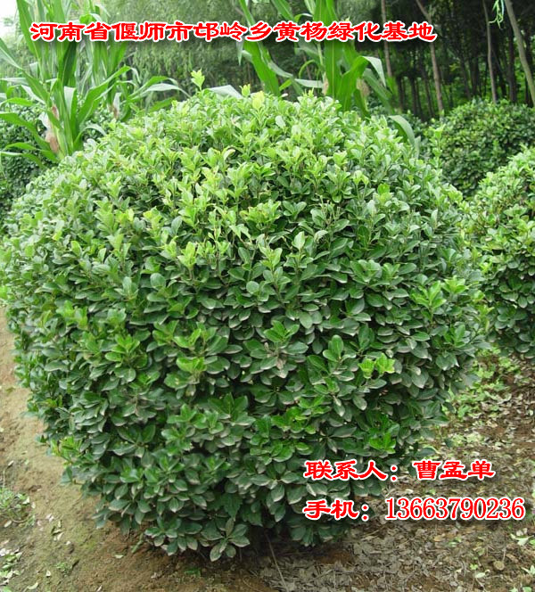 河南大叶黄杨球 
