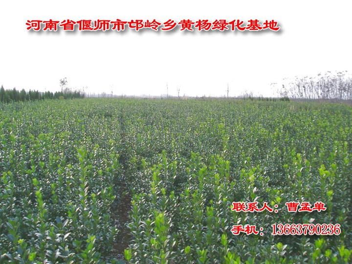 河南大叶黄杨 