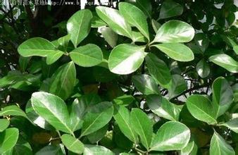 河南大叶黄杨-河南哪里有大叶黄杨卖 