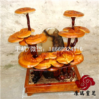 灵芝灵芝盆景价格_优质灵芝灵芝盆景批发灵芝盆景怎么养冠县盆景 
