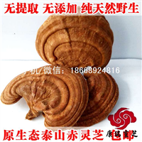 泰山赤灵芝 山东灵芝批发价格 