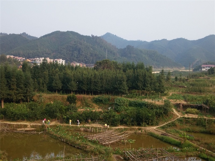 湖南永州金洞楠木 