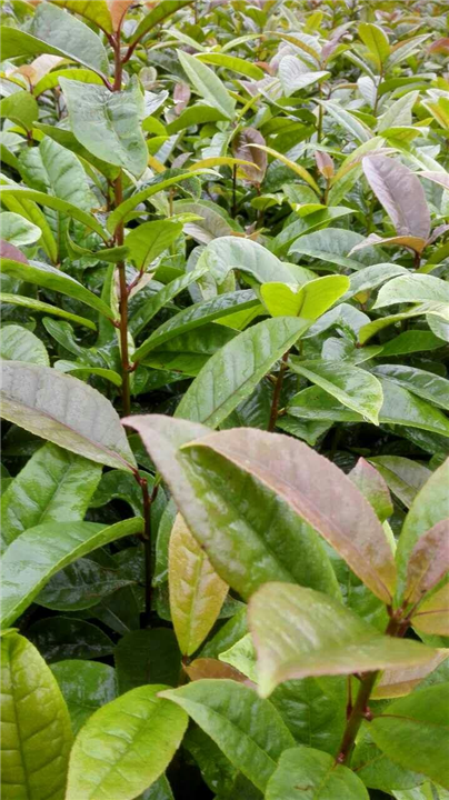 永州金洞阿丁枫 