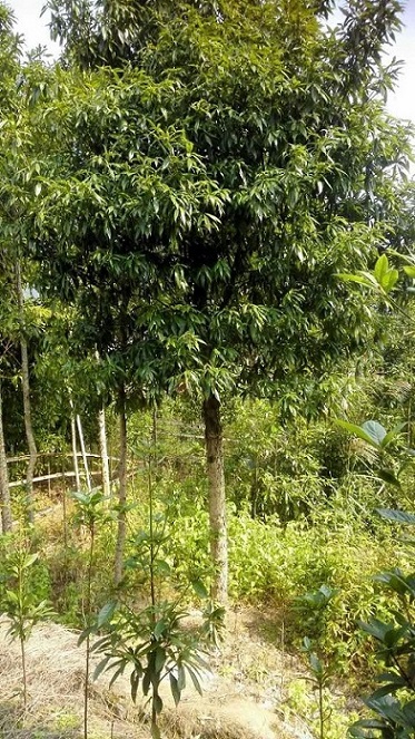 湖南永州金洞楠木 