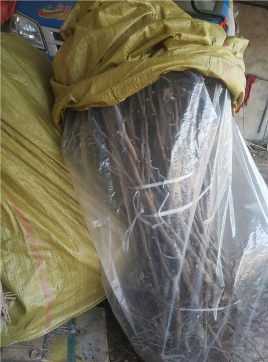 冬枣小苗直销