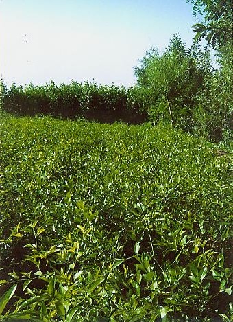 冬枣苗种植|沾冬2号|沾化冬枣苗| 