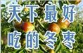 冬枣苗直销|沾化冬枣苗直销|