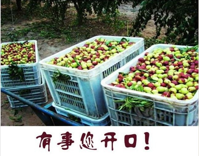冬枣苗直销|沾化冬枣苗直销|