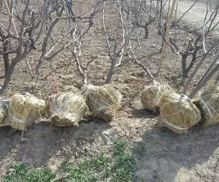 冬枣苗