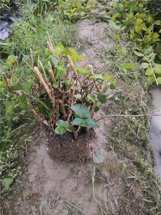 半成品窝苗 茉莉花窝苗