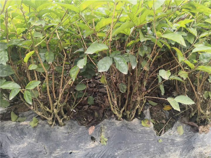 广西茉莉花窝苗