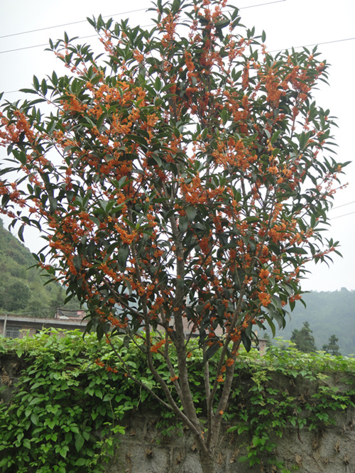 大红桂花价格-广西大红桂花基地-大红桂花**价 