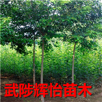 大叶女贞树苗基地