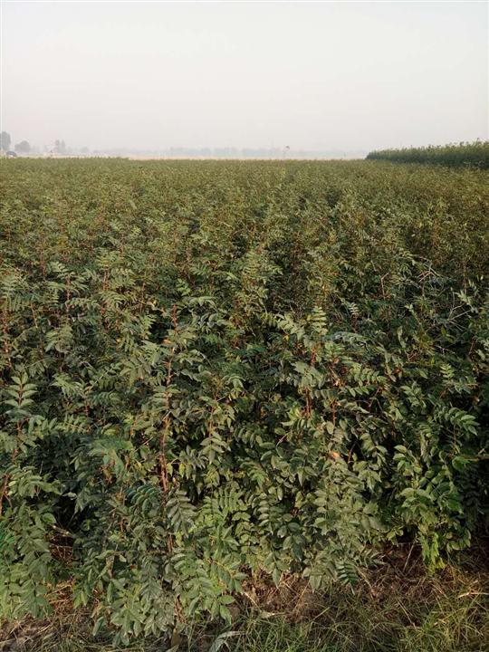 花椒苗，河南花椒苗基地 