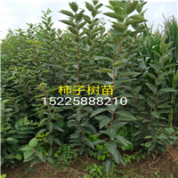 柿子树苗