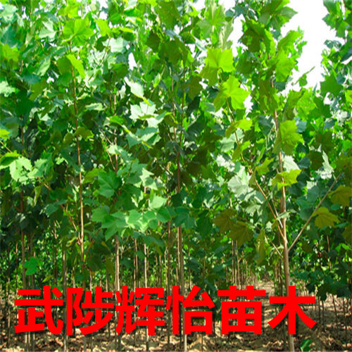 速生法桐树苗