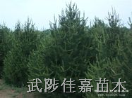 白皮松 