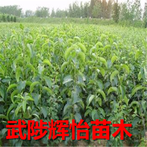 梨树苗