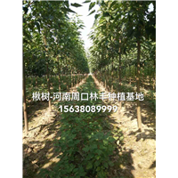 山东楸树小苗-楸树-梓树 