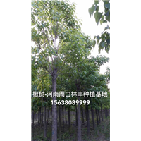 河南楸树|河南楸树基地1 