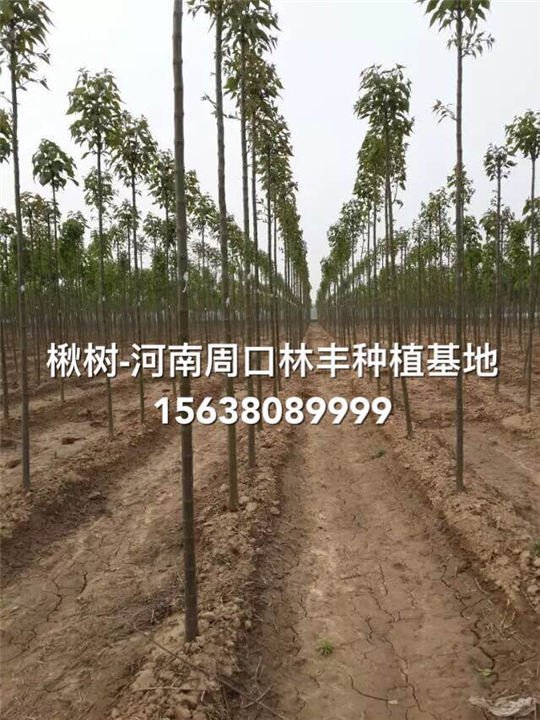 楸树-楸树价格-楸树速生河南楸树-楸树苗 