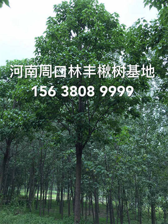 中国楸树信息网 