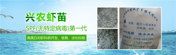 湛江南美白对虾_广东虾苗培育_品质保证 