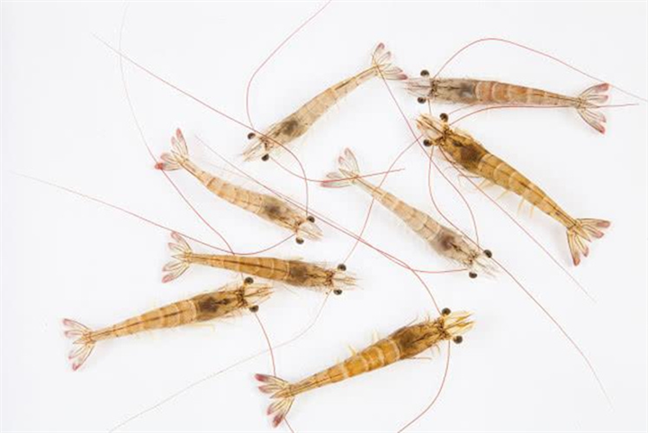 辽宁南美白虾苗基地出售 虾苗品种纯正 存活率高