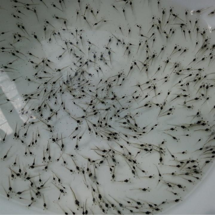 徐闻兴农｜南美白对虾价格｜供应对虾苗-徐闻县兴农水产养殖有限公司 