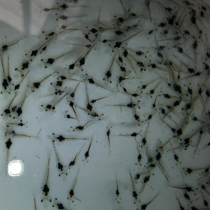 湛江虾苗｜南美白对虾苗-徐闻县兴农水产养殖有限公司 