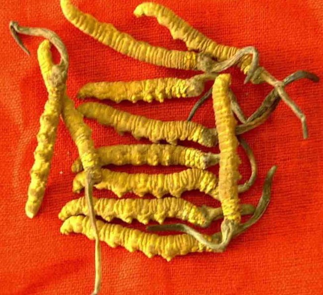 阜阳冬虫夏草回收