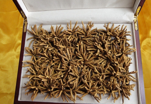 天津回收冬虫夏草