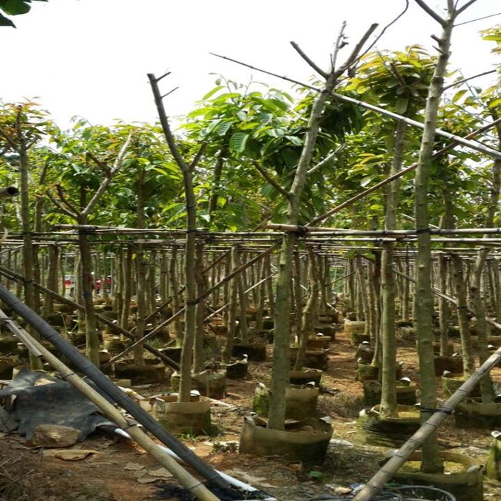 哪里有大叶紫薇卖？广东大叶紫薇，大叶紫薇基地直销 
