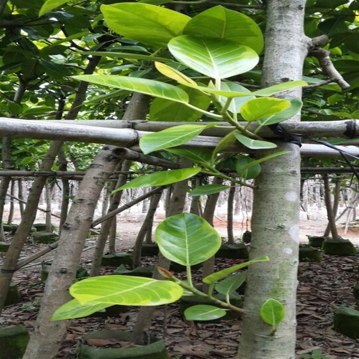 富贵榕（花叶高山榕）/哪里有富贵榕卖？ 