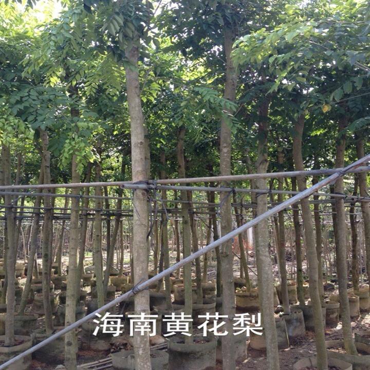 供应广东海南黄花梨/优质海南黄花梨出售 