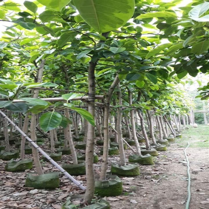 富贵榕（花叶高山榕）；广东富贵榕批发；普宁富贵榕 