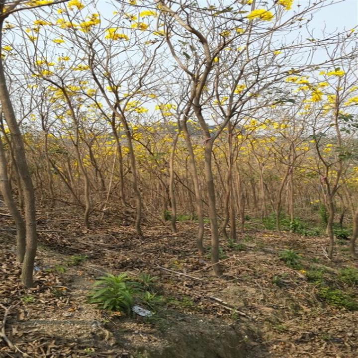 销售黄花风铃木/广东黄花风铃木/黄花风铃木批发商 