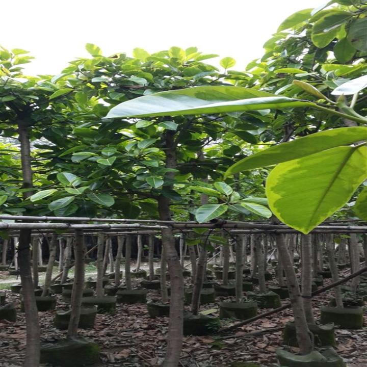 富贵榕（花叶高山榕）\优质富贵榕苗木\广东富贵榕 