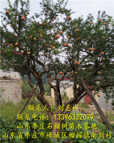 山东石榴树苗□山东石榴树苗 