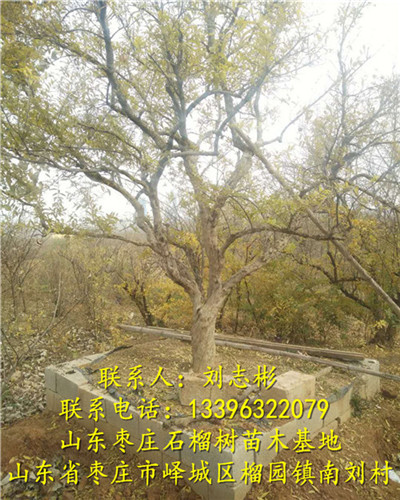 石榴树供应|石榴树批发 